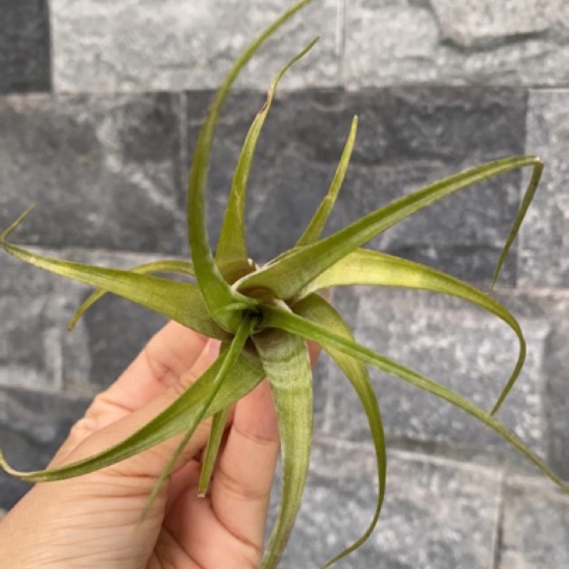 Cây không khí tặng  flexuosa twisted