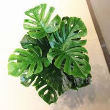 Cây Lá Rùa, Lá Đốm, Lá Môn 70cm, 18 lá - Cây giả