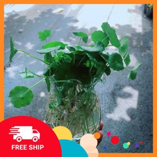 Chậu cỏ đồng tiền thuỷ sinh
