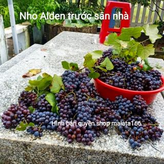 Cây Giống Nho Đen Alden (Cây Nho Pháp)