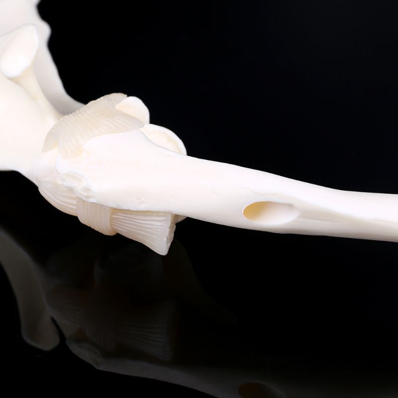 Mô Hình Xương Chó Canine Dùng Giảng Dạy Trong Lễ Halloween