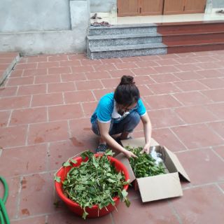 CÂY SÀI ĐẤT TƯƠI 1KG