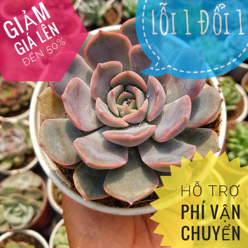 Sen Đá Đất Tím Size Trung 🌵 Lỗi 1 Đổi 1 🌵