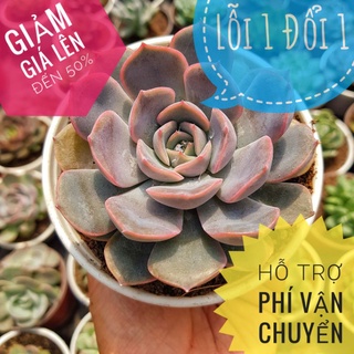 Sen đá đất tím size trung 🌵 lỗi 1 đổi 1 🌵