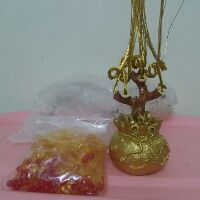 CÂY KIM TIỀN TÀI LỘC( Ảnh thật)
