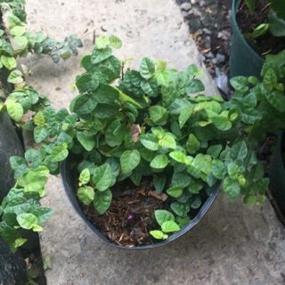 Cây thằn lằn/vẩy ốc bám tường