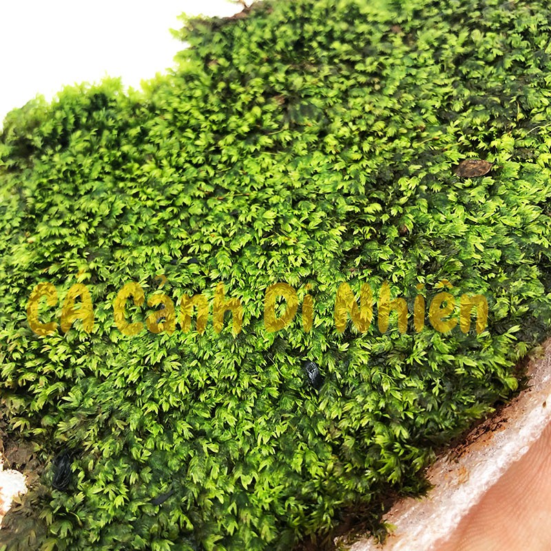 Rêu Minifiss LÁ NƯỚC trãi nền trang trí hồ cá thủy sinh dạng thảm size 18x11 cm