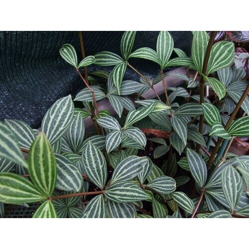 Cây giống Peperomia puteolata Parallel (Cây Song Song) chậu nhựa 8cm