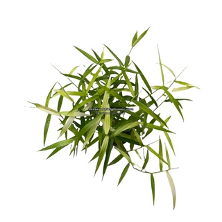 CÂY TRE TRÚC THỦY SINH HÀNG NHẬP | TRỒNG TRUNG CẢNH CHO HỒ THỦY SINH