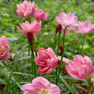Huệ mưa kép ngoại Peony Pink