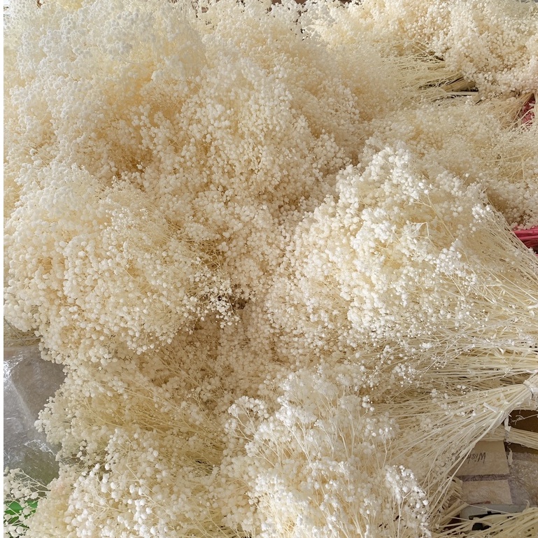Bó 120gr hoa baby khô decor trang trí nhà cửa, hoa khô trang trí nội thất siêu xinh