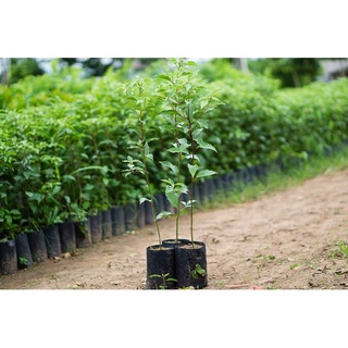 Cây Giống Long Não (dã hương)