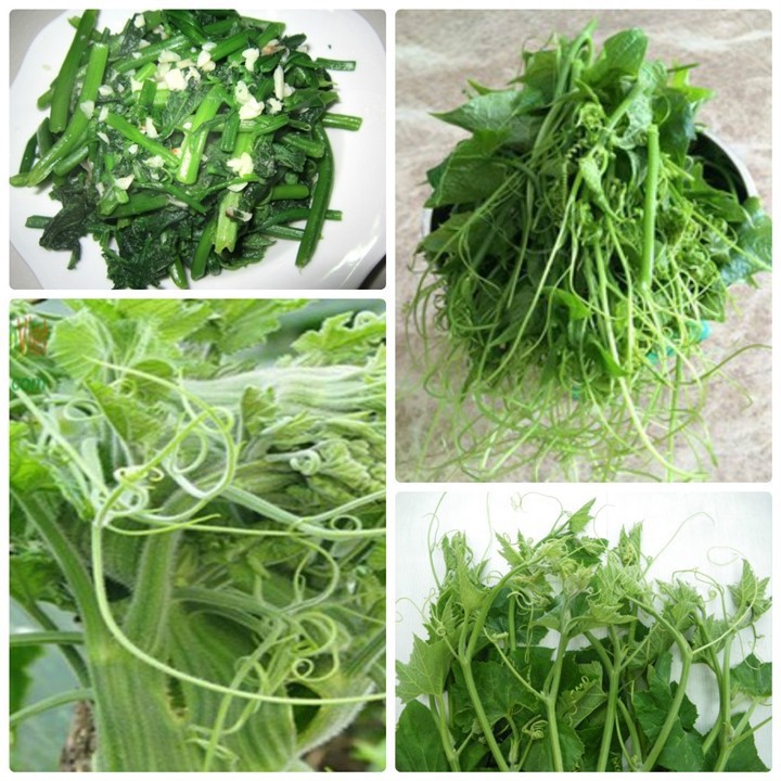 Hạt Giống Bí Ngọn  SV 579 - 10Gr