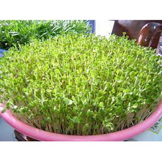 Hạt giống mầm cải bẹ xanh - gói 50 gram