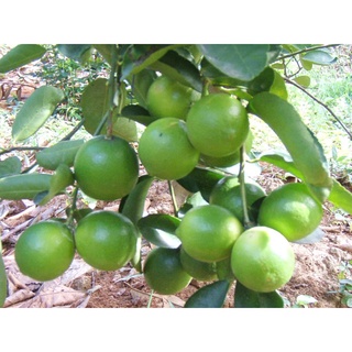 Cây Giống Chanh Giấy siêu sớm (CHO TRÁI SIÊU SỚM)