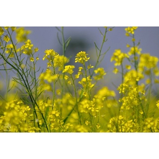 Hạt giống cải hoa vàng ( tặng kèm phân bón và kích mầm )