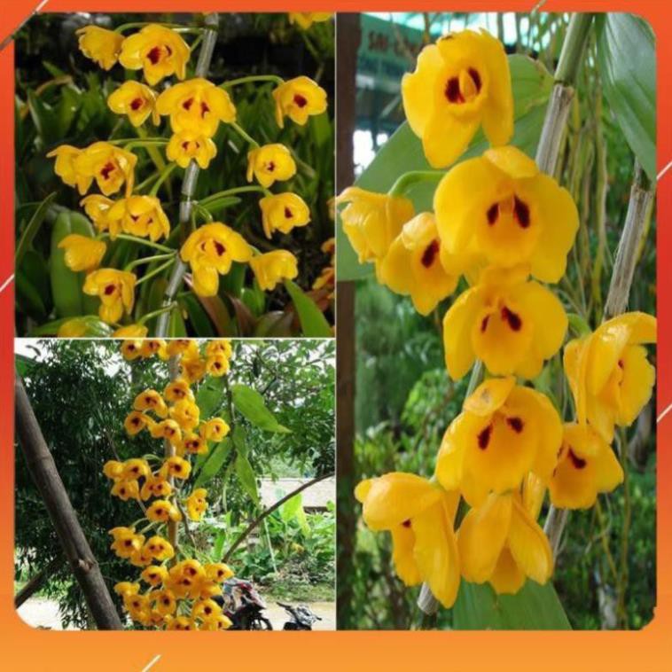 [BÁN CHẠY] 1 bảng (1 chậu) lan phi điệp vàng rừng tây bắc hàng thuần siêu to, hoa siêu đẹp