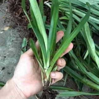Hoa lan hài làng Bạch hạc