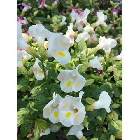 Hạt giống hoa mắt nai (hoa tô liên/ torenia) 15 hạt