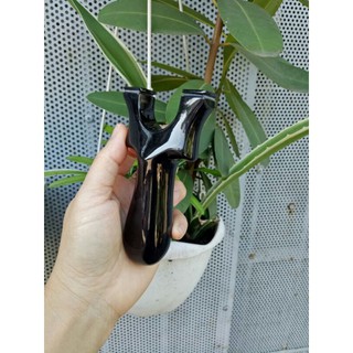 Ná chạc 7 👉 chất liệu sừng trâu