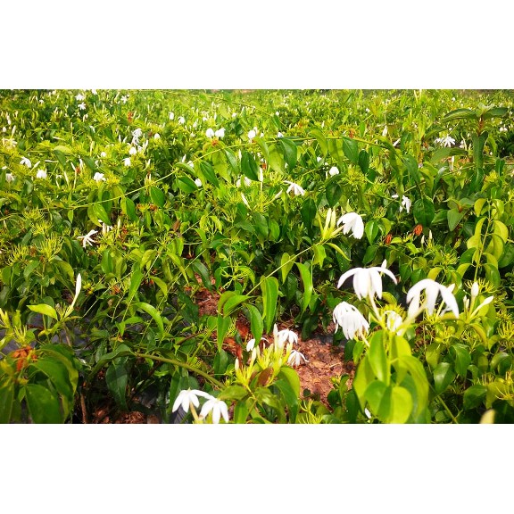 Cao chè vằng lợi sữa Minh Nhi-Lọ 100gr | BigBuy360 - bigbuy360.vn