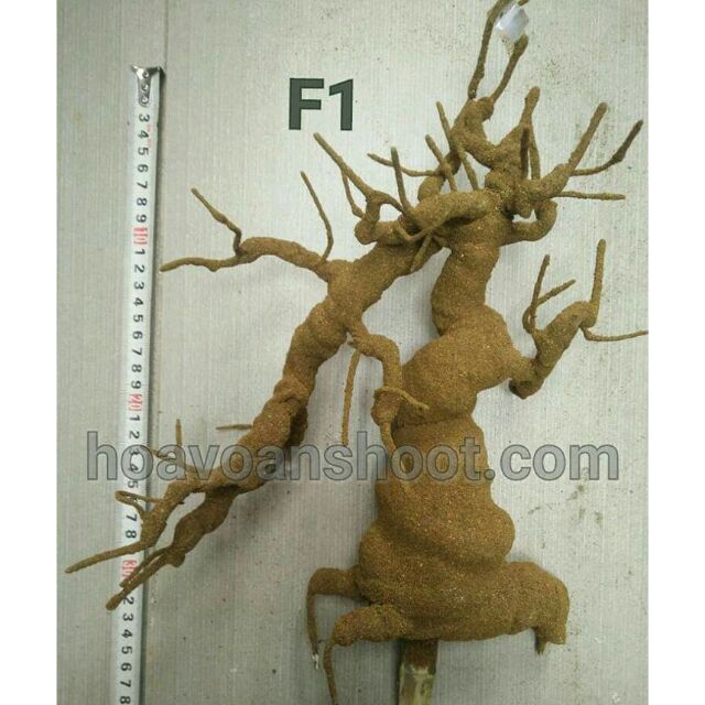 GỐC BONSAI F1 cao 30cm
