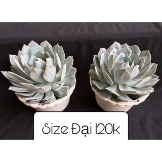 Sen Đá Tuyết Trinh size Đại