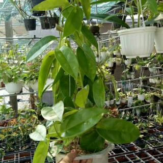 Lan cẩm cù chậu lớn sắp hoa