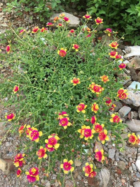 Hoa Sam và Hoa Mười Giờ 10h_ Cành giống  1kg 50k