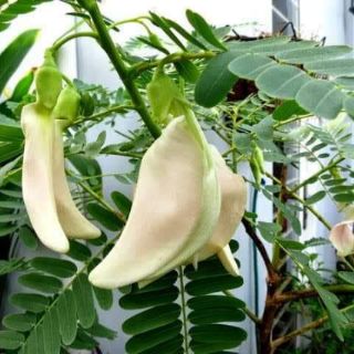 HẠT GIỐNG SO ĐŨA TRẮNG THÁI LAN