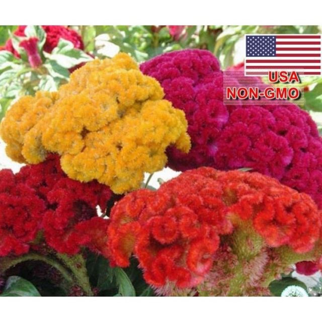 Hạt Giống Hoa Mào Gà Búa Mix Nhiều Màu  luckyseed hạt siêu rẻ