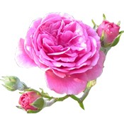 Bột hoa hồng Rose de Damas AROMA ZONE