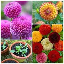 BỘ 20 hạt giống hoa thược dược tổ ong nhiều màu (GT)