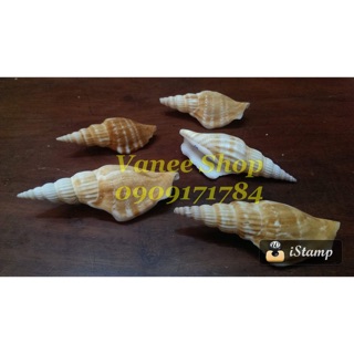 Vỏ ốc Nhảy Bướm 100gr