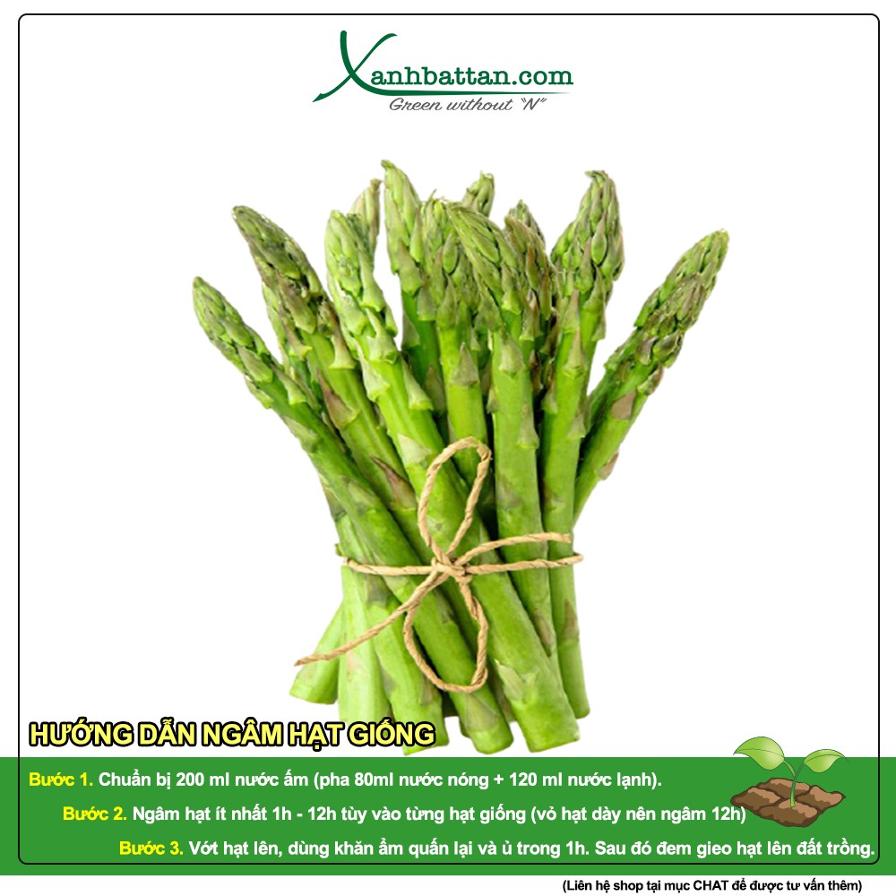 Hạt giống măng tây xanh dễ nảy mầm, siêu năng suất Gói 2 gram
