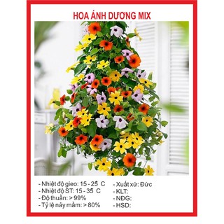 Combo Hạt Giống 100K tùy chọn