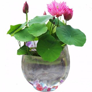 Hạt giống sen mini Nhật mix - 5 hạt