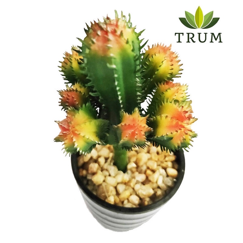 Xương Rồng Nhựa phụ kiện trang trí tiểu cảnh - Terrariun