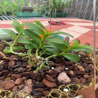 Hoa lan (phi điệp) ám cổ văn giang