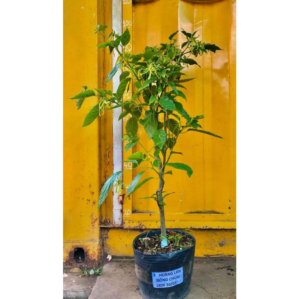 Cây hoa sứ thơm ...hoa bông chúa