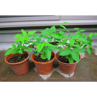 [HOT] Hạt Giống Đậu Rồng ( Đậu Khế ) - 10 hạt