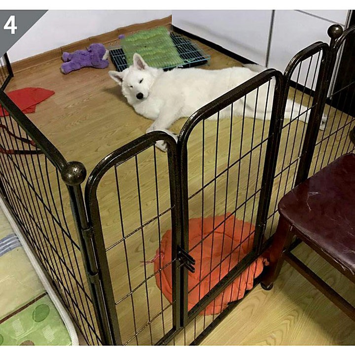 Chuồng quây ghép 6 tấm sơn tĩnh điện dành cho chó - CutePets Phụ kiện thú cưng Pet shop Hà Nội