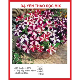 Hạt giống hoa dạ yên thảo sọc 100 hạt