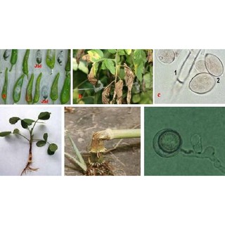 THUỐC TRỪ NẤM BỆNH - 20gram/ gói