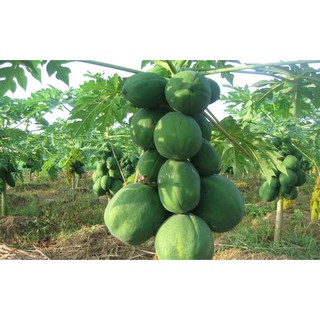 HẠT GIỐNG ĐU ĐỦ LÙN 5 HẠT