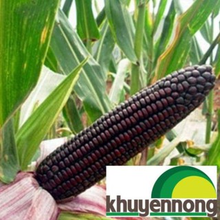Hạt giống ngô tím 30 hạt
