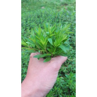 Cây thủy sinh lông chim