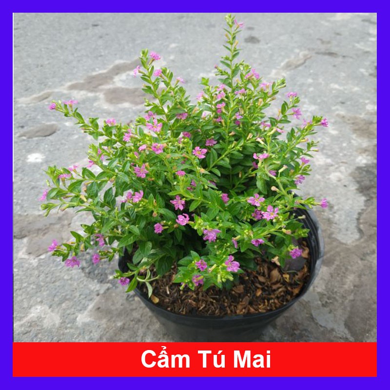 Cây Cẩm Tú Mai - Cây cảnh mini