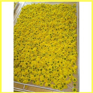 Trà hoa cúc hữu cơ Organic