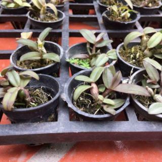 DÃ HẠC CHÂU NHƯ GIỐNG